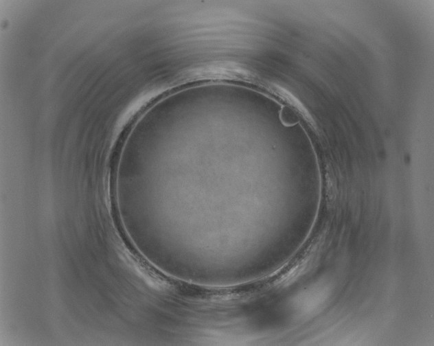 X0000074941035200609011110