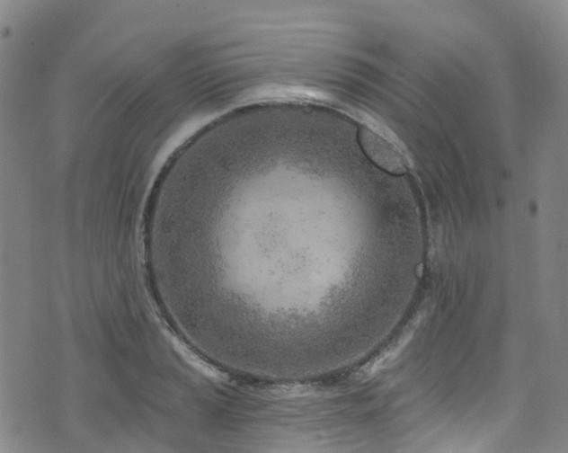 X0000074941037200609011110