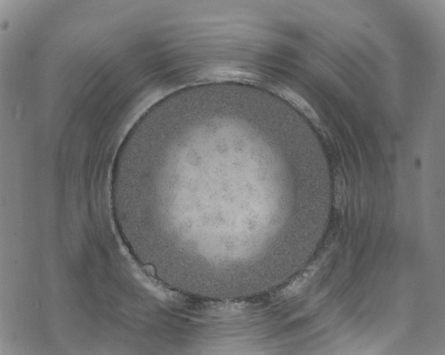 X0000074941039200609011110