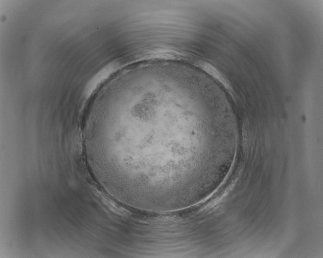 X0000074941067200609011110