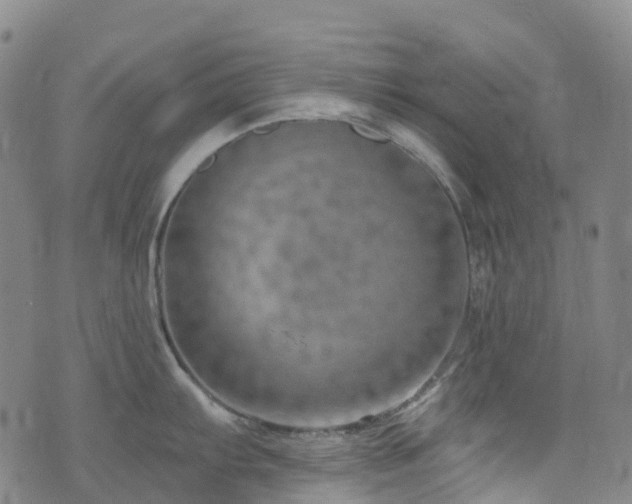 X0000074941103200609011109