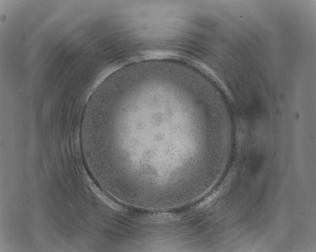 X0000074941417200609011104