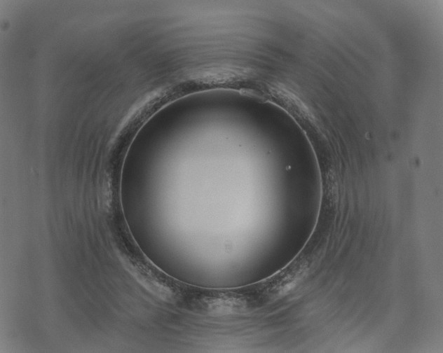 X0000074940400200609081356