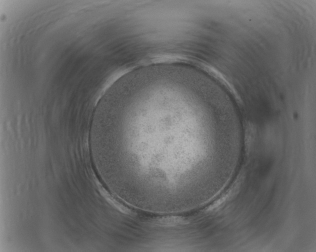 X0000074941417200609081339