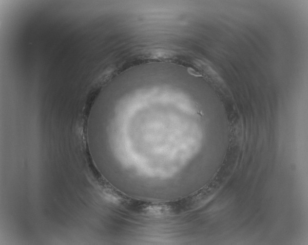 X0000074940415200609152010