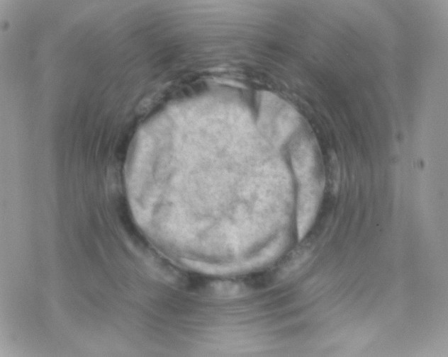 X0000074950272200609291855