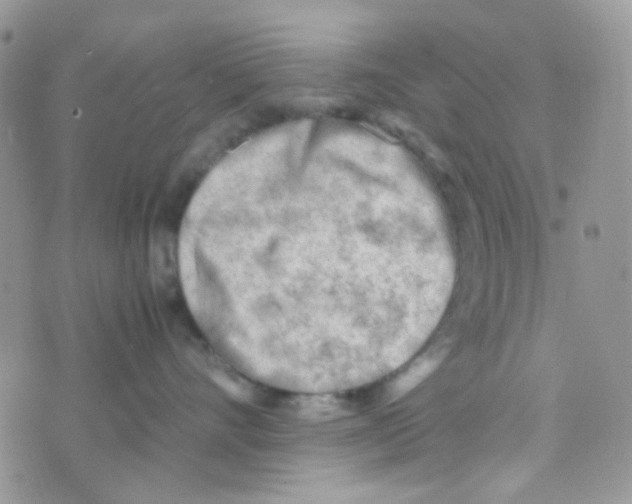 X0000074950528200609291850