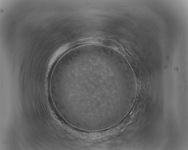 X0000074960006200609081453