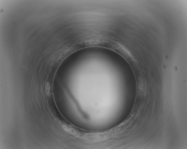 X0000074960025200609081452