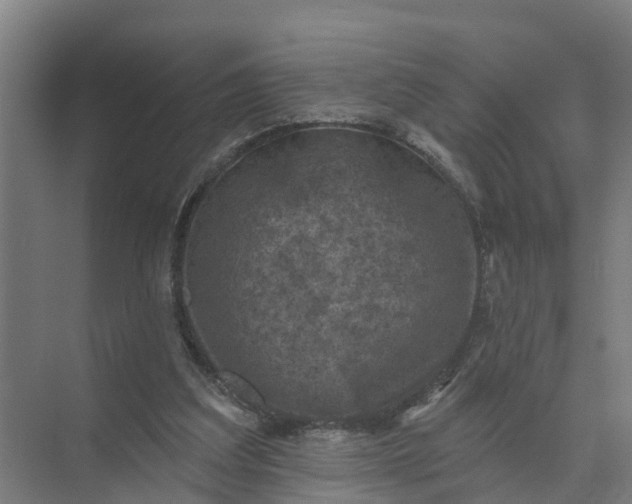 X0000074960203200609152105