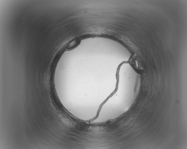 X0000074960440200609152100