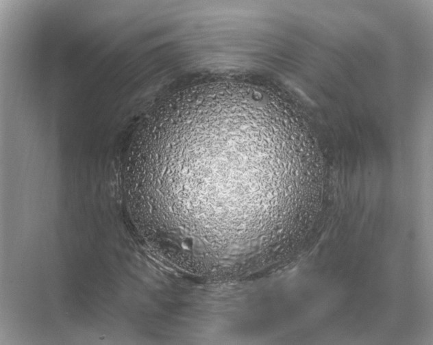 X0000074960917200609152052