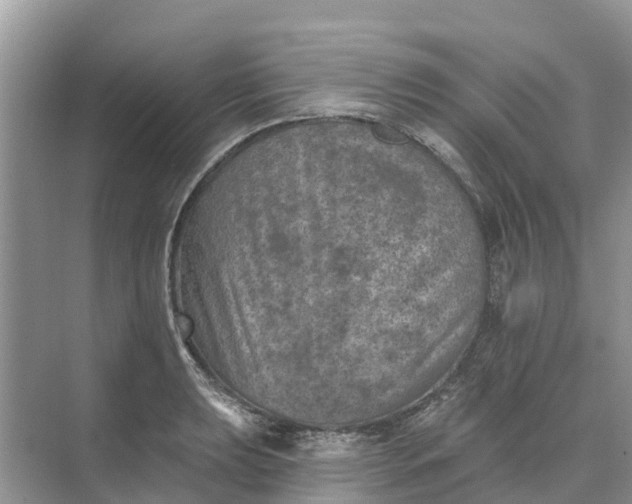 X0000074961039200609152051