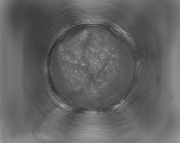 X0000074960203200609221805