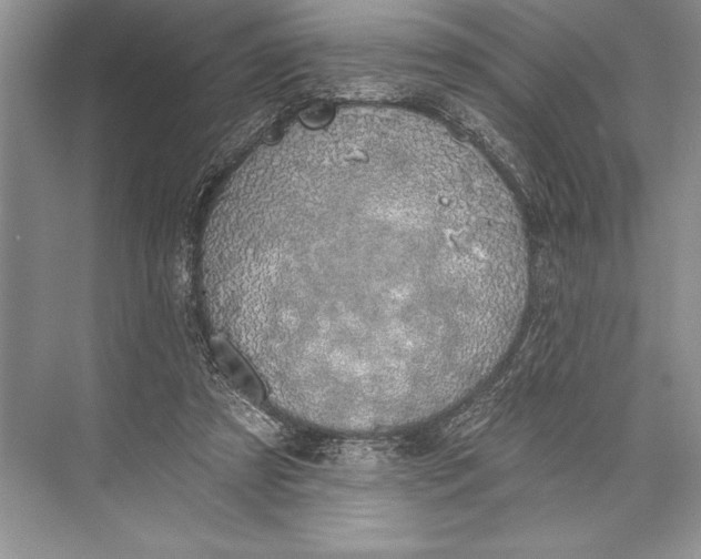 X0000074960305200609221804