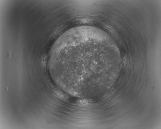 X0000074960423200609221802