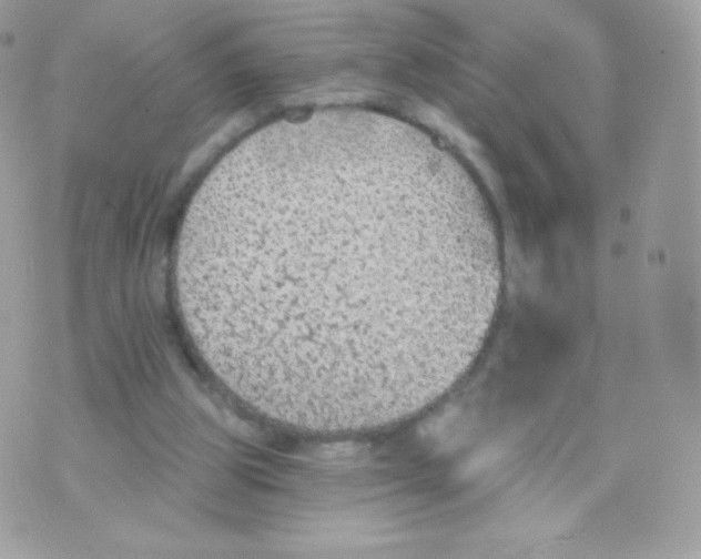 X0000074960153200609291921