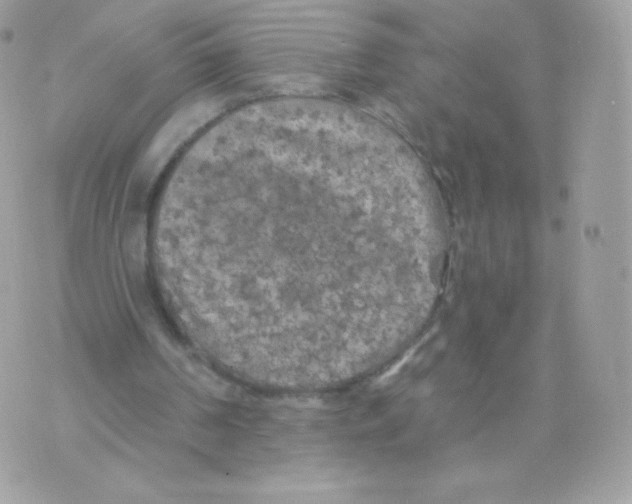 X0000074960194200609291921