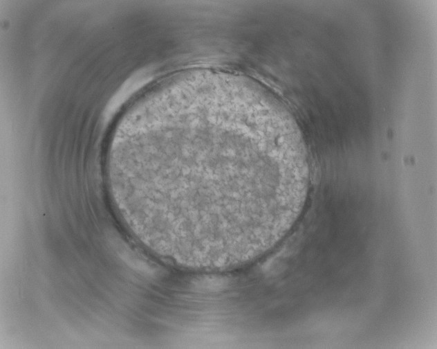 X0000074960198200609291921