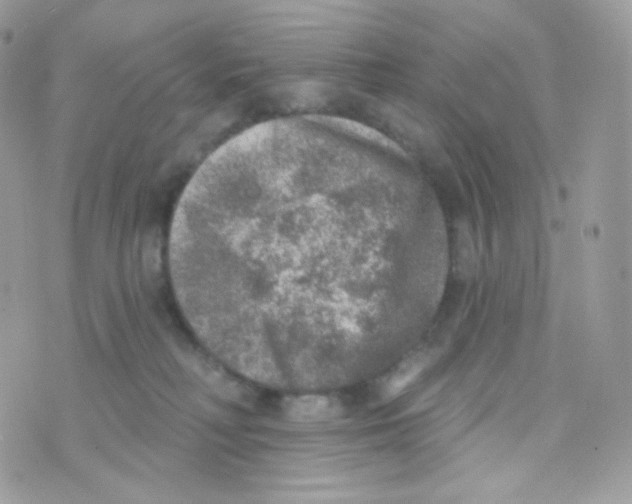 X0000074960230200609291921