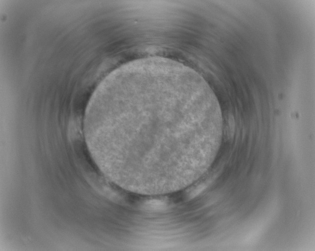 X0000074960236200609291921