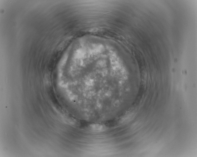 X0000074960272200609291920