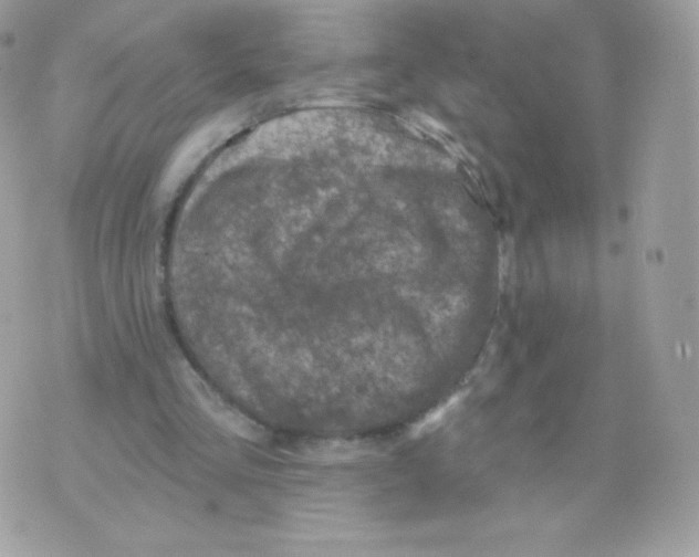 X0000074960293200609291919