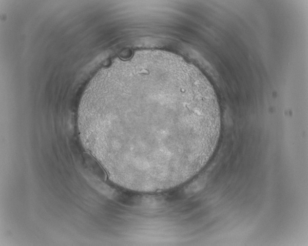 X0000074960305200609291919