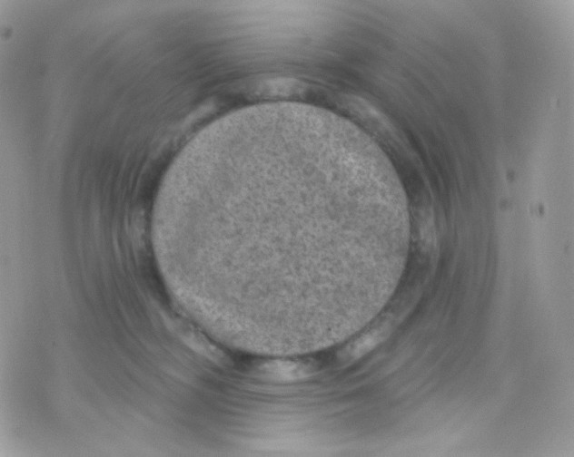 X0000074960326200609291919