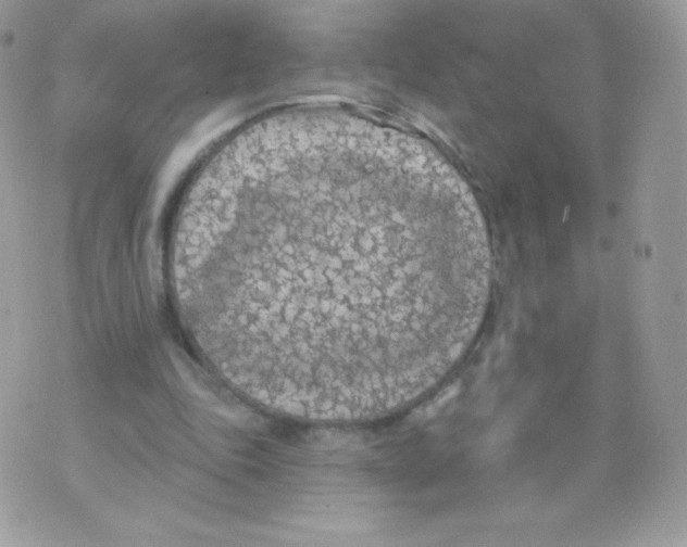 X0000074960343200609291918