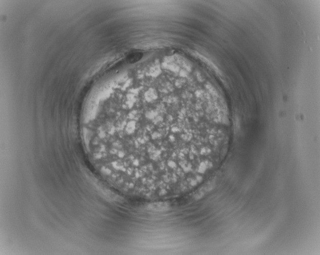 X0000074960353200609291918