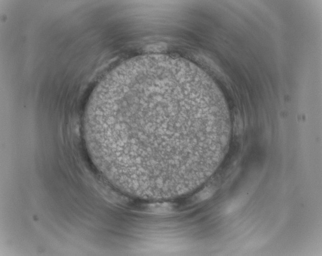 X0000074960363200609291918