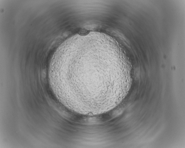 X0000074960365200609291918