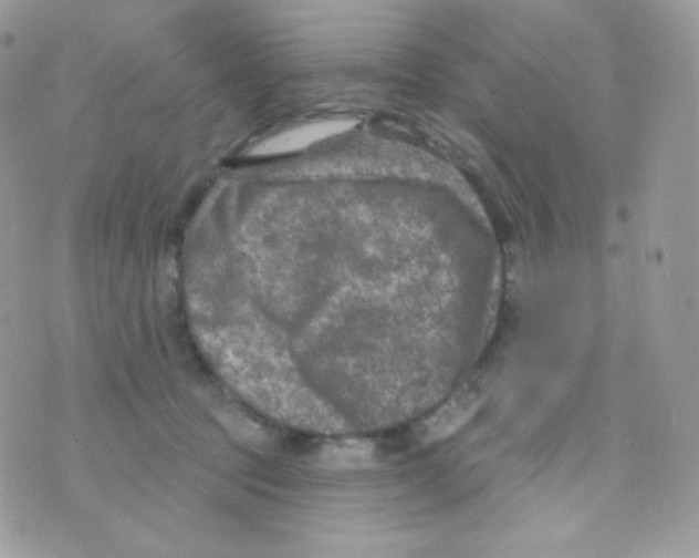 X0000074960369200609291919