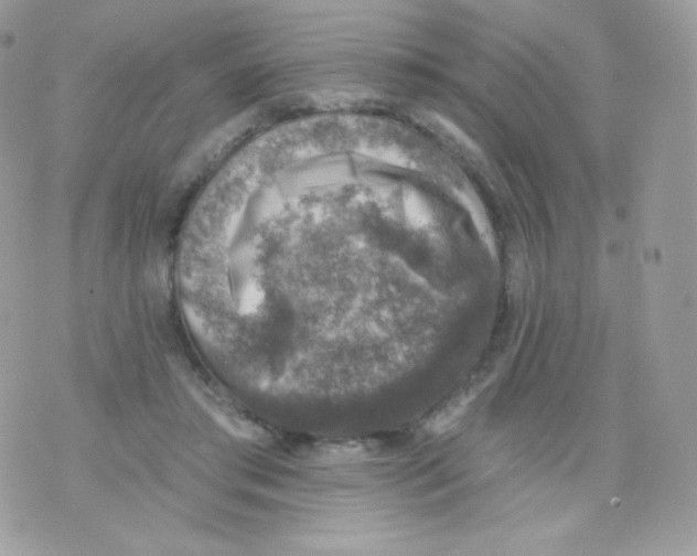 X0000074960405200609291918