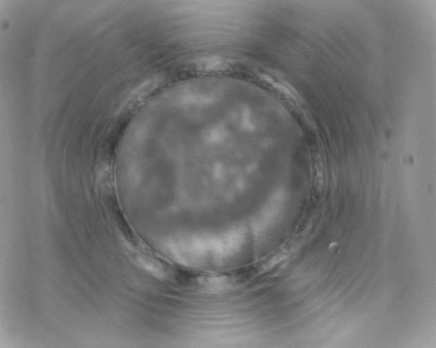 X0000074960419200609291917