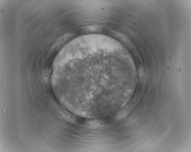 X0000074960423200609291917