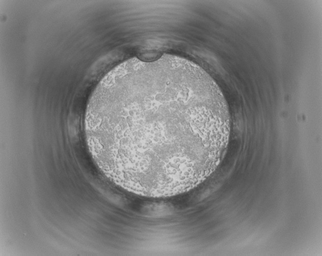 X0000074960503200609291916