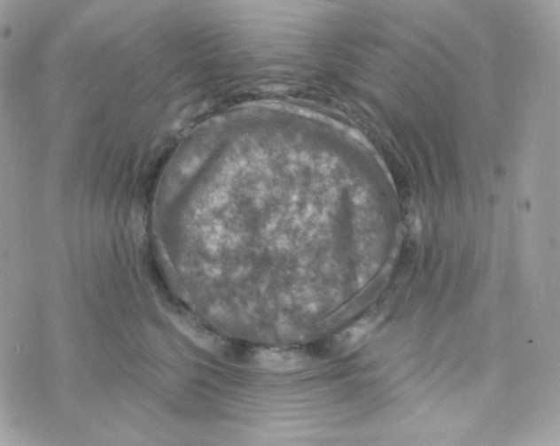 X0000074960568200609291916