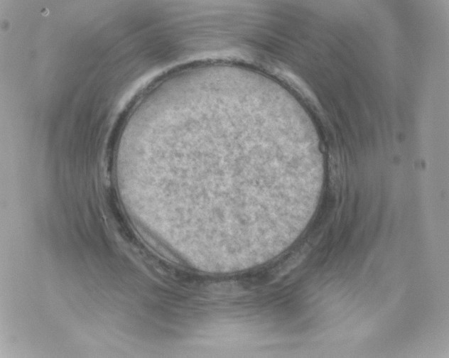 X0000074960628200609291913