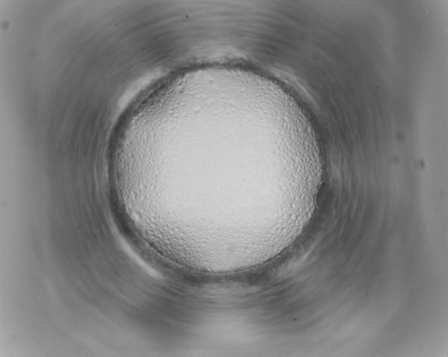 X0000074960630200609291913