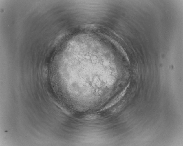 X0000074960708200609291913