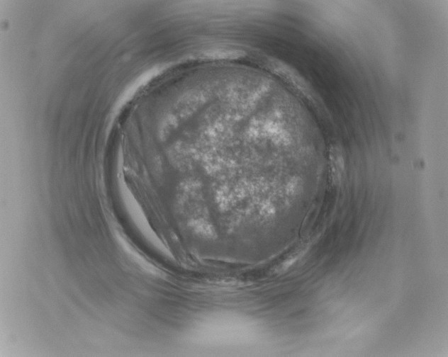 X0000074960726200609291912