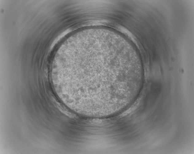 X0000074960827200609291910