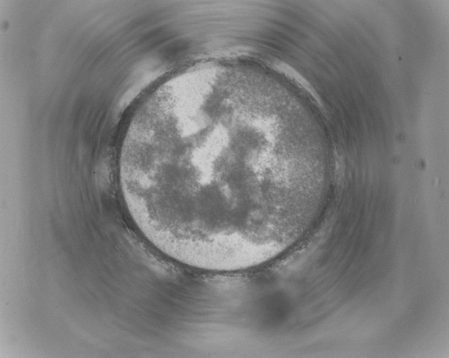 X0000074960874200609291910