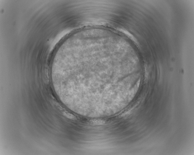 X0000074960878200609291910