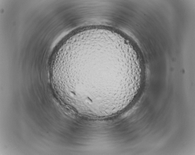 X0000074960925200609291909