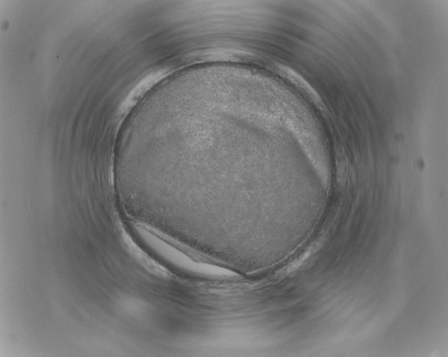 X0000074960938200609291909