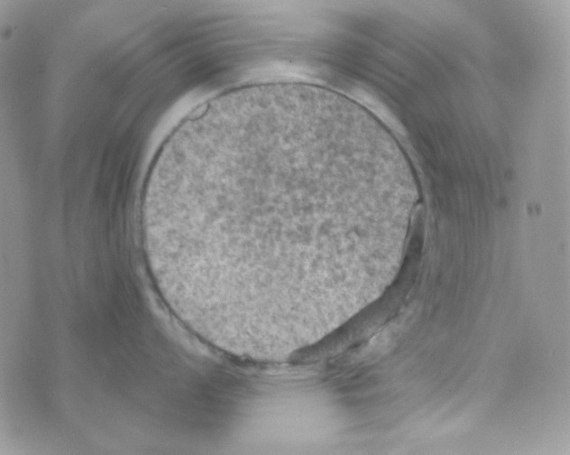 X0000074961008200609291908