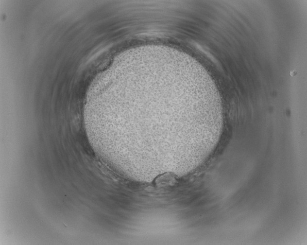 X0000074961015200609291907